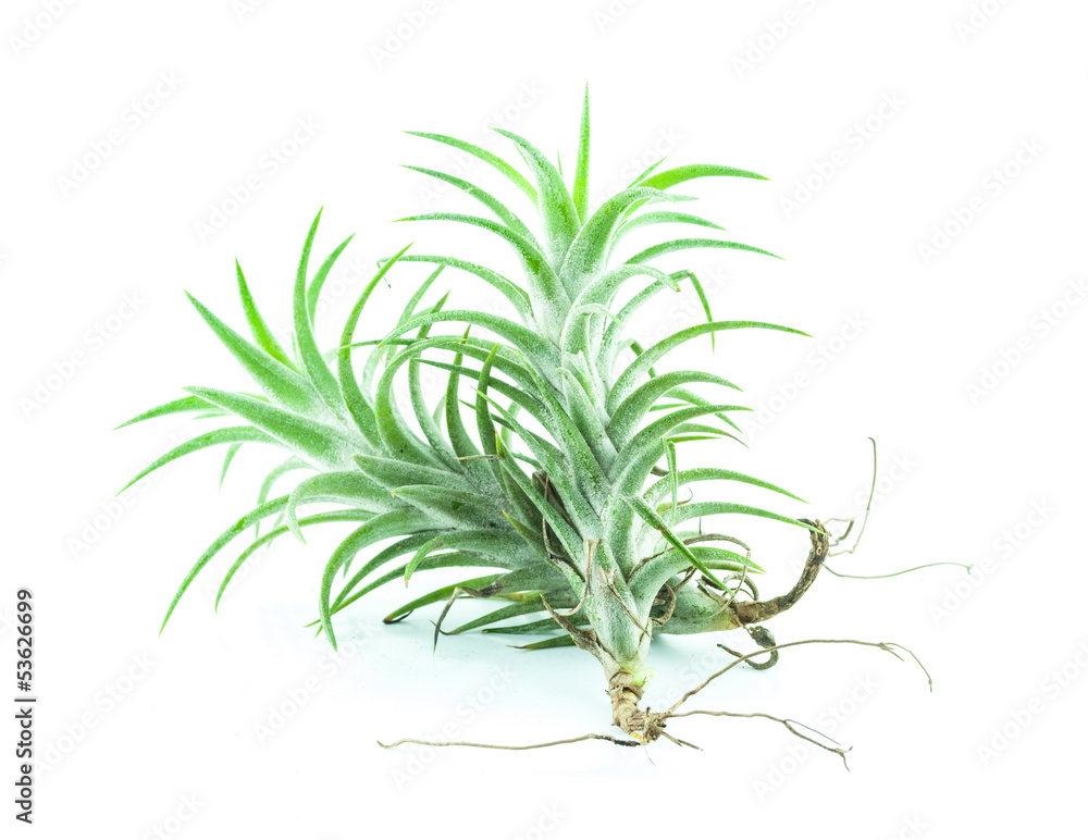Fototapeta premium Tillandsia isolated - Bromelia on white background