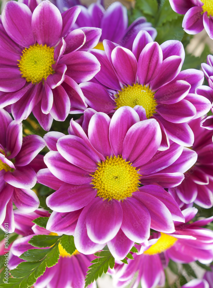 Obraz premium pink flowers