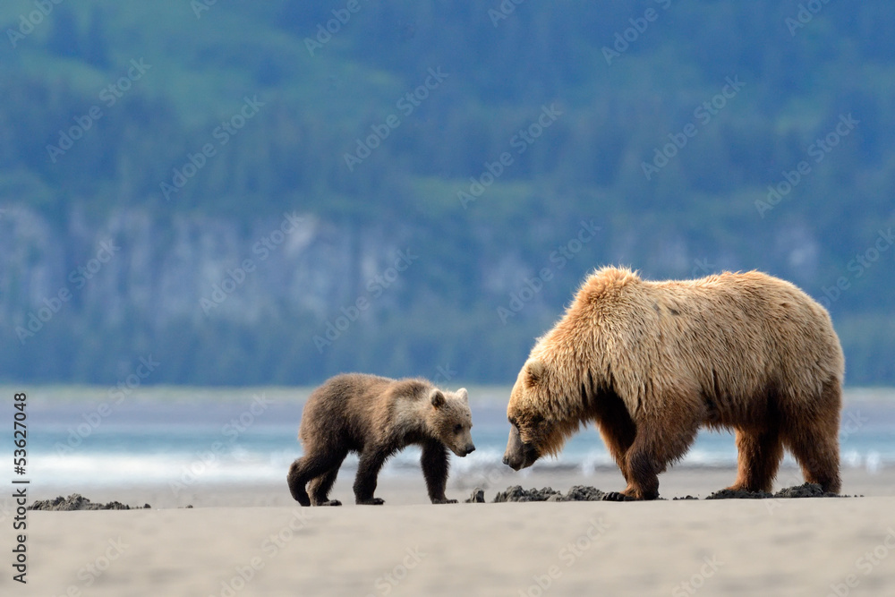 Fototapeta premium Mother Grizzly Bear with cub feeding on clamps