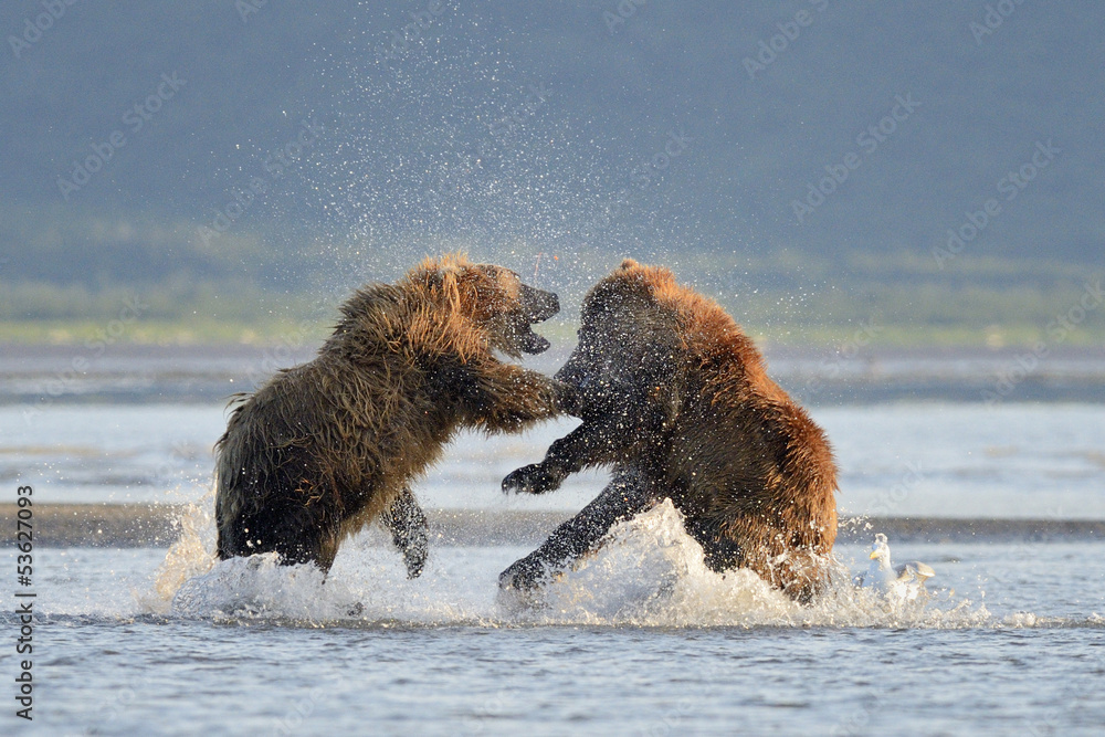 Fototapeta premium Two Grizzly Bears fighting in water