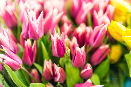 Purple flowers tulips