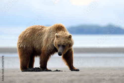 Grizzly Bear foraging on beach