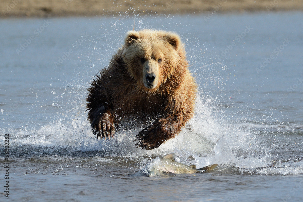 Fotografering, Billede Grizzly Bear jumping at fish på Europosters.dk