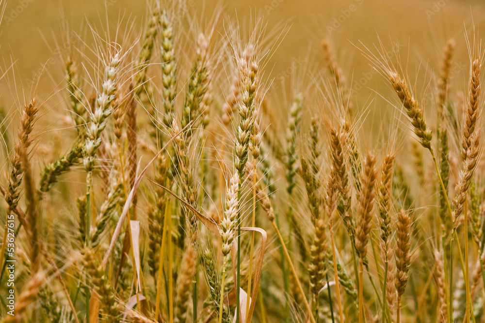 Wheat Wheat