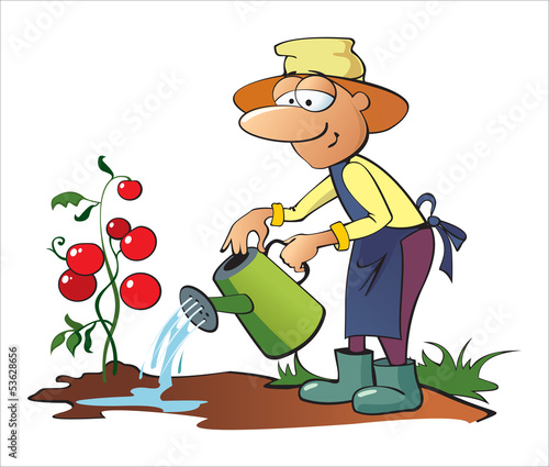 Gardener watering tomatoes