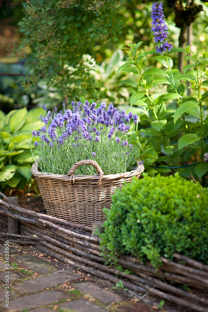 Naklejka premium Garden with lavender