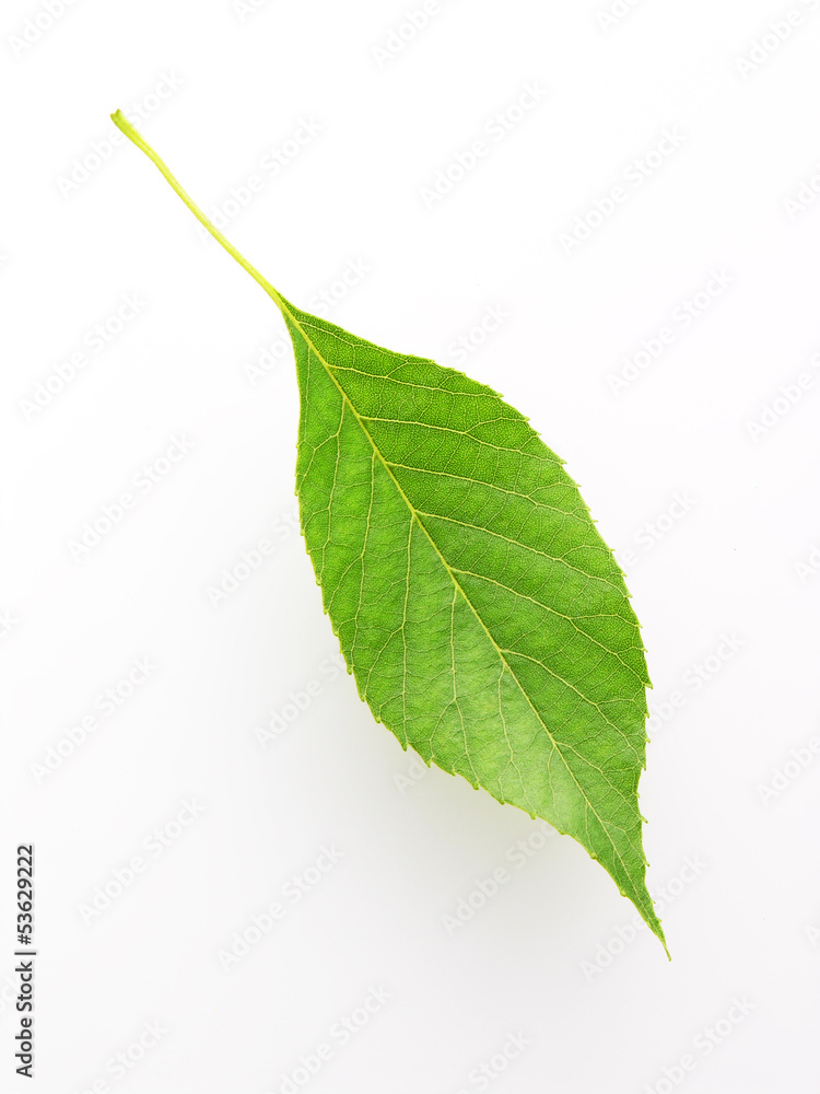 Fototapeta premium ハンノキの葉