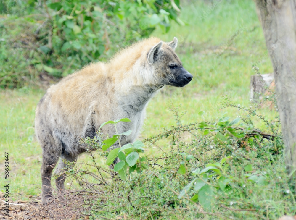 Hyena