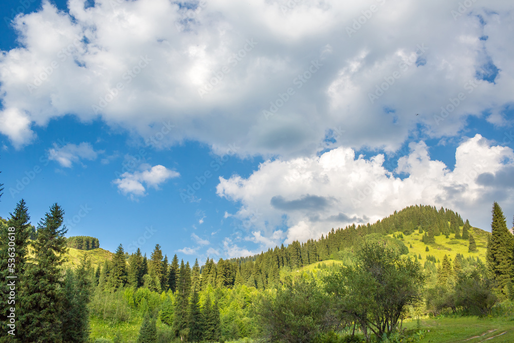 Nature of  green trees and blue sky, in Almaty, Kazakhstan