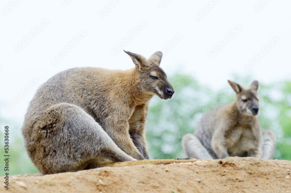 Naklejka premium Two wallabies