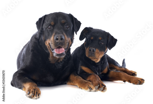 rottweiler, puppy and adult