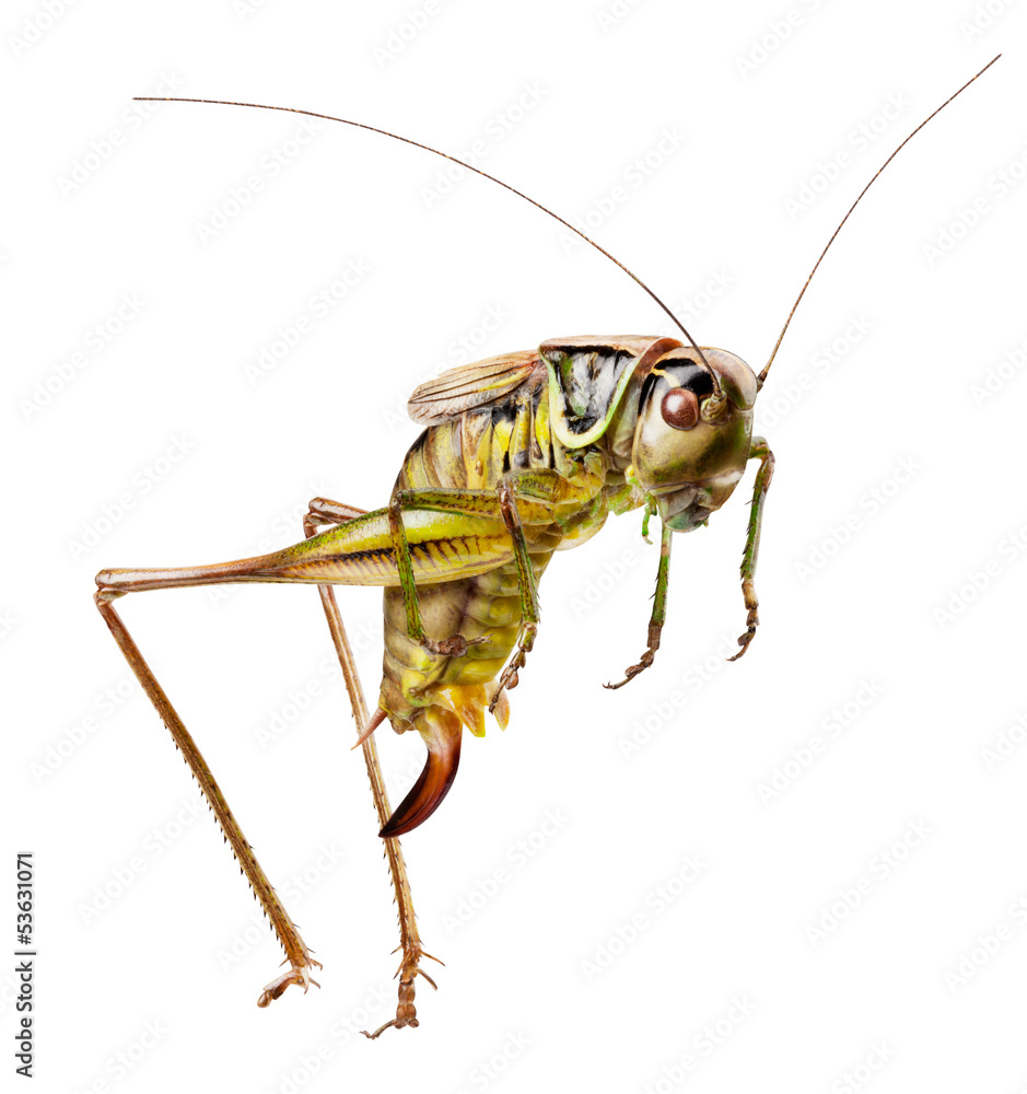 Grasshopper Grasshopper