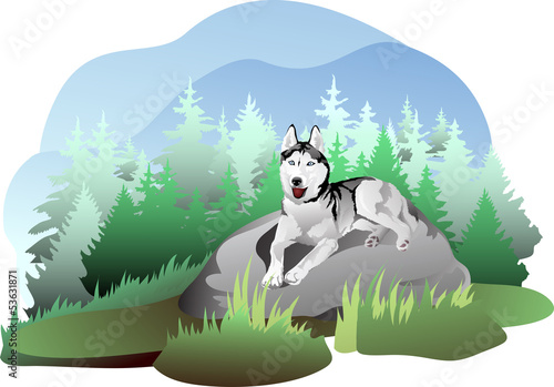 vector drawing of the dog breed Siberian Husky in nature