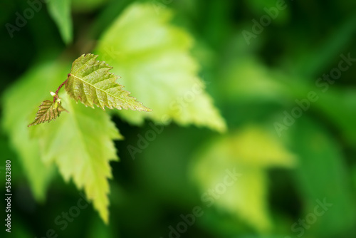 Young leaves of birch