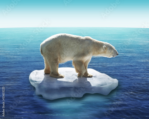 Ours Polaire / Fonte des glaces