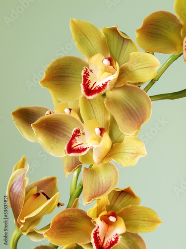 Beautiful Cymbidium Orchid 