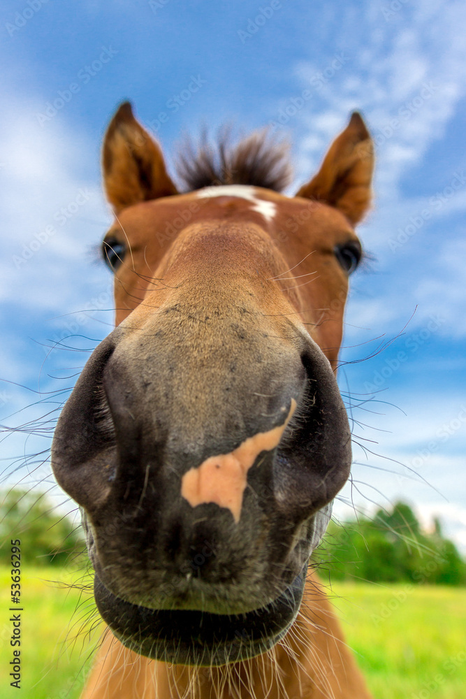 Young funny horse