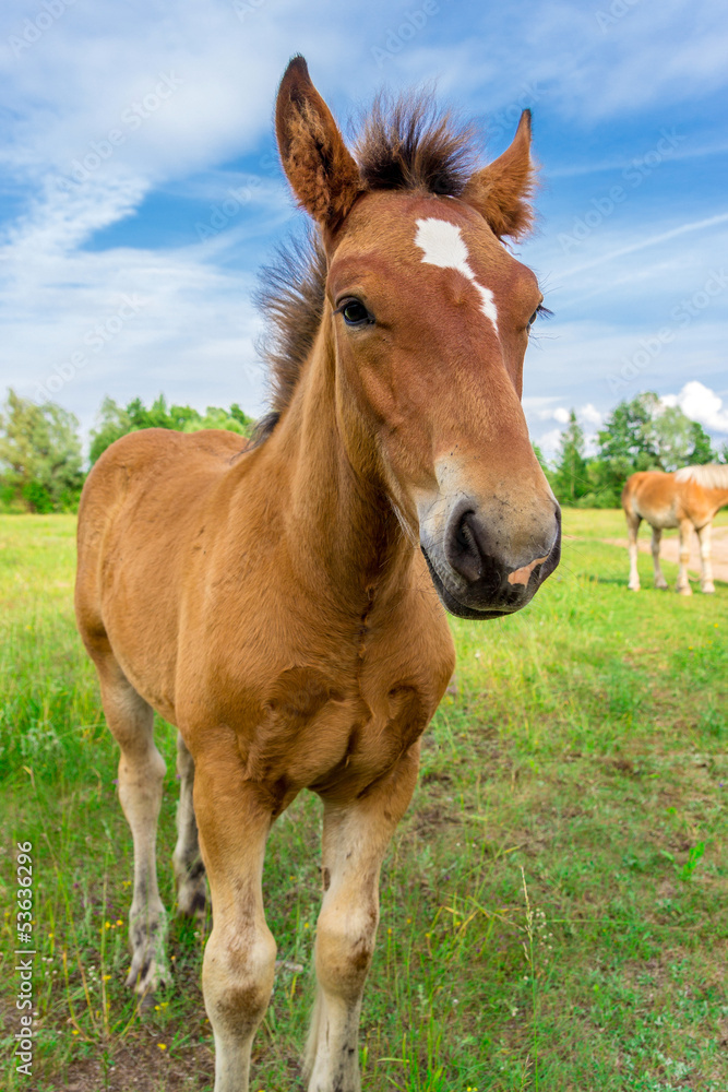 Young funny horse Young funny horse