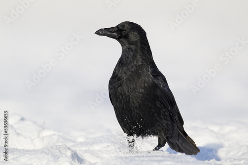 Carrion crow  Corvus corone