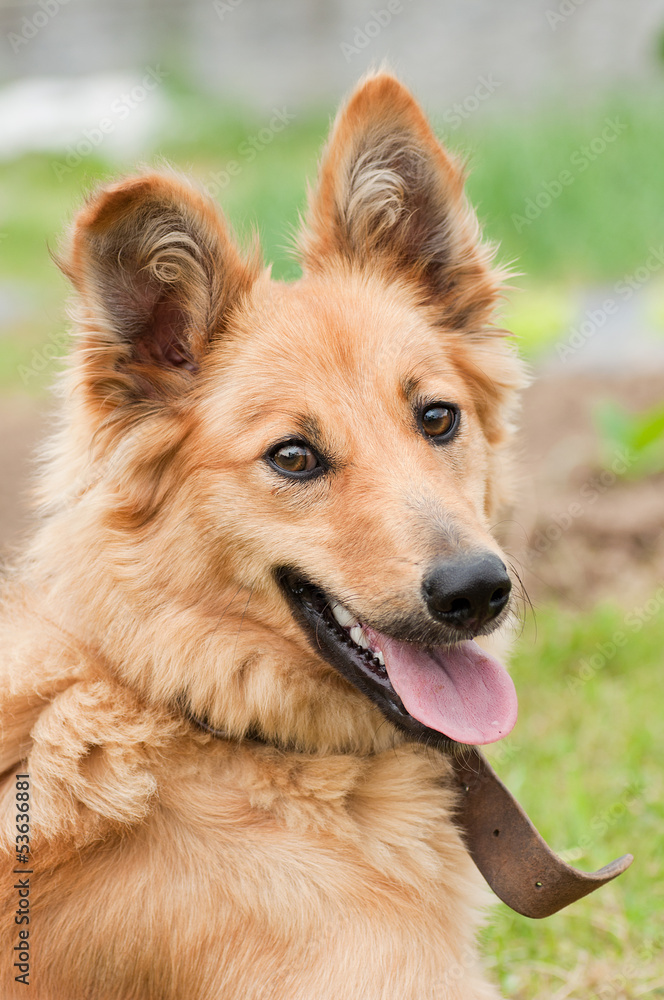 Basque shepherd dog portrait