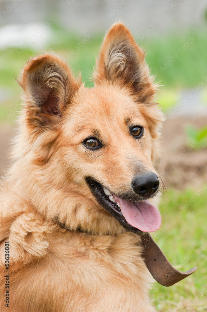 Basque shepherd dog portrait Basque shepherd dog portrait