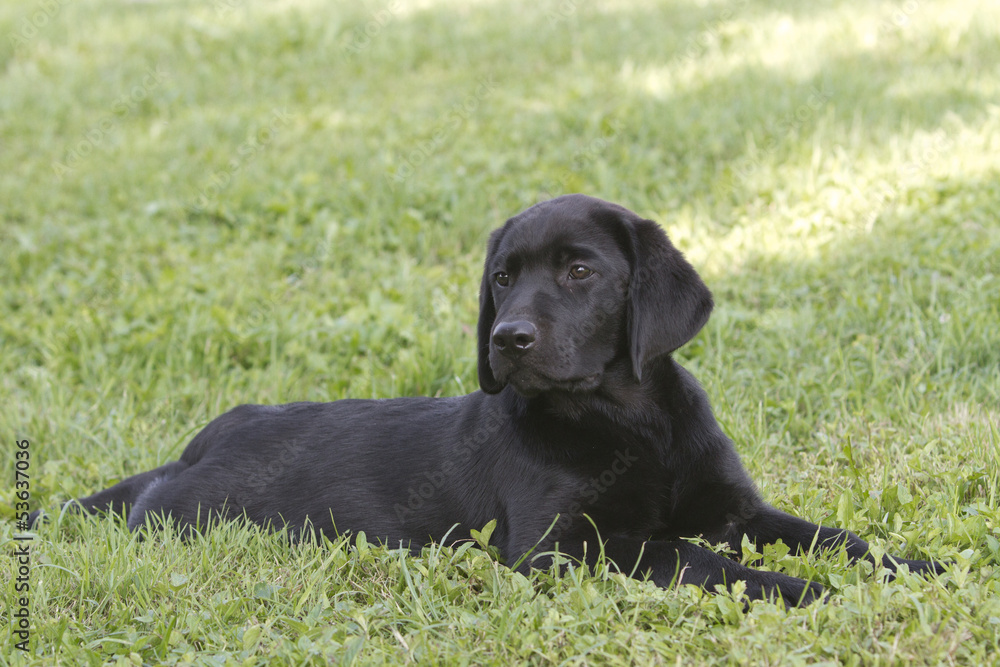 portrait of a labrador puppy portrait of a labrador puppy