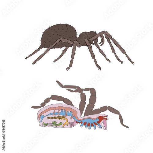 zoology, anatomy, morphology, cross-section of spider