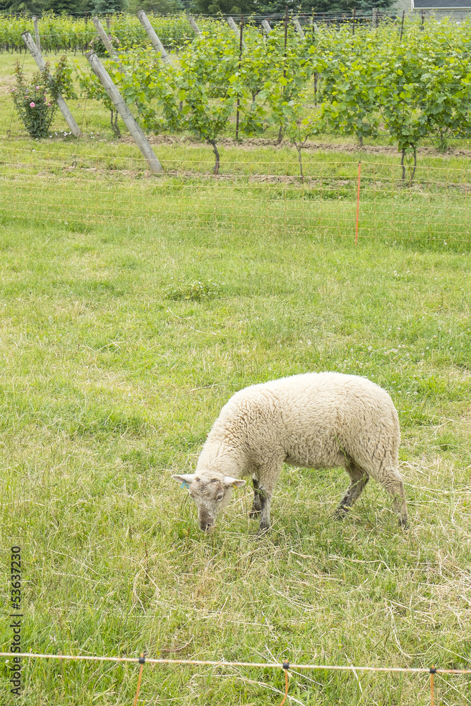 Sheep Grazing on a Vineyard Sheep Grazing on a Vineyard