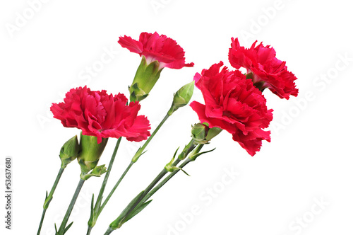 Red cloves flower closeup