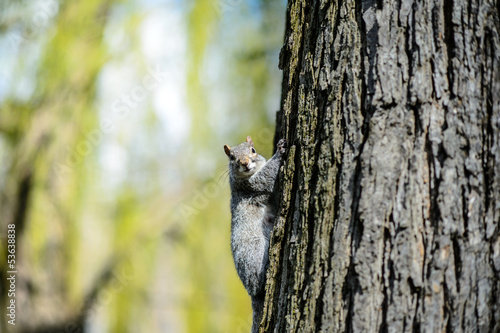 Squirrel looking