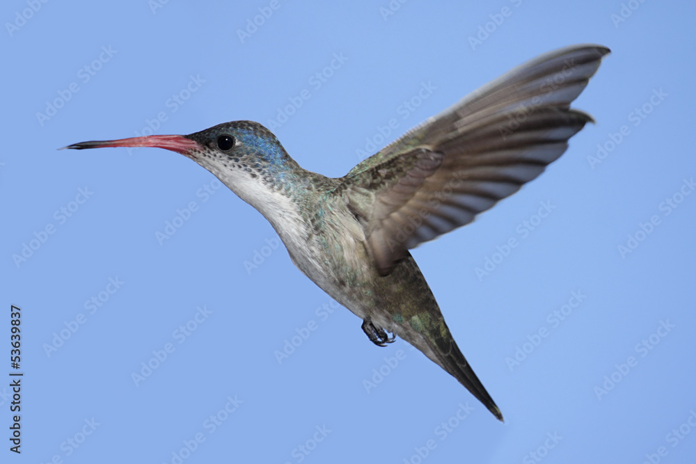 Naklejka premium Violet-crowned Hummingbird (Amazilia violiceps)