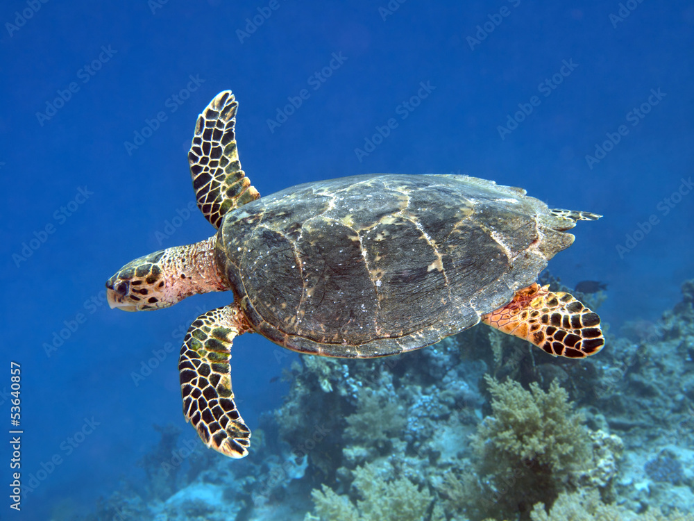Fototapeta premium Hawksbill turtle