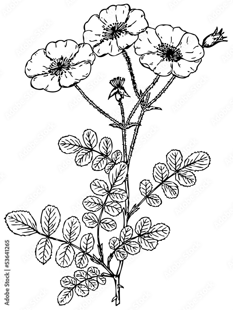 Branch of Plant Rosa wichurana Branch of Plant Rosa wichurana