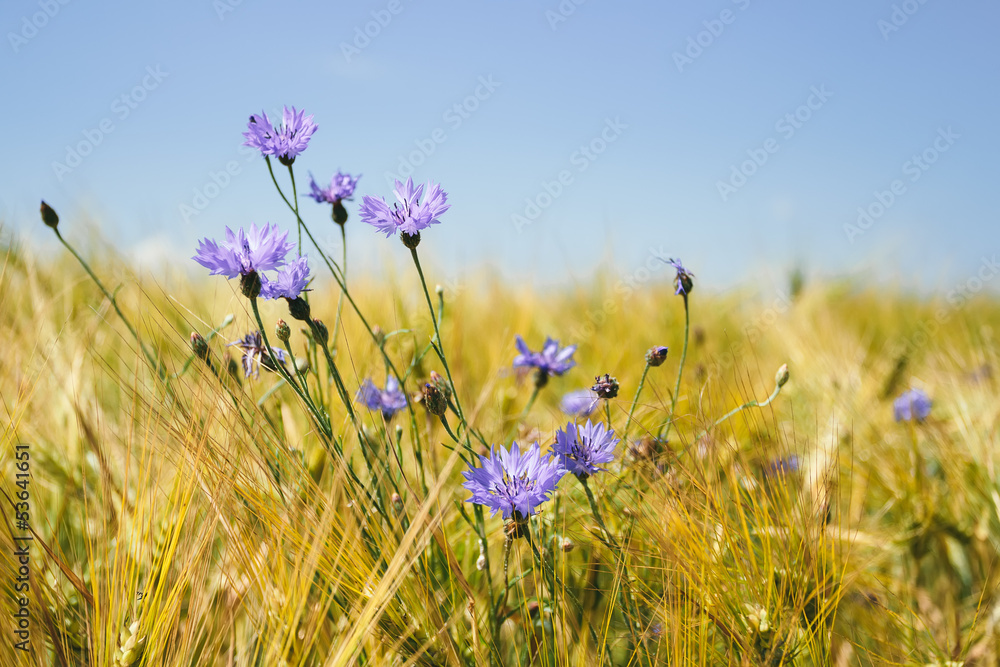blue cornflowers in the wheat field