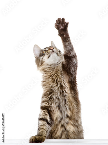 tabby cat swinging its paw. isolated on white background