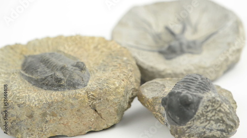 Rack focus on three Trilobite