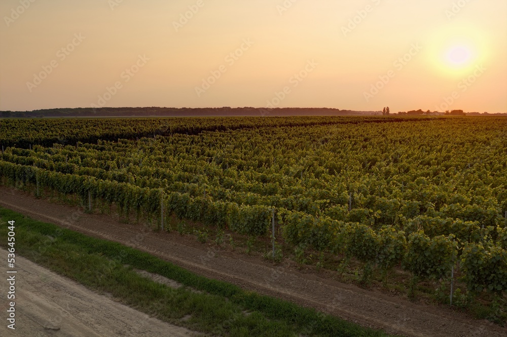 Vineyard in sunset. City of Vukovar (Croatia)