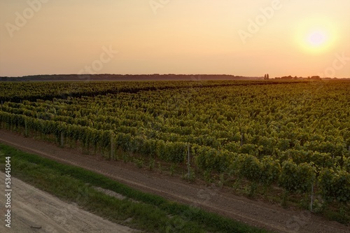 Vineyard in sunset. City of Vukovar (Croatia)