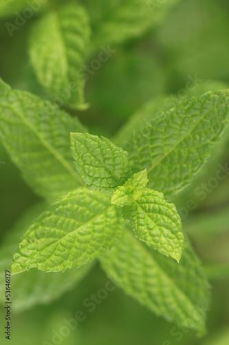 Close up of fresh mint leaves