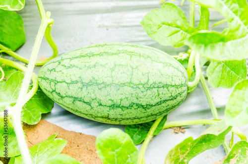 water melon in field