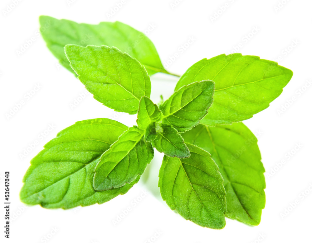 peppermint peppermint