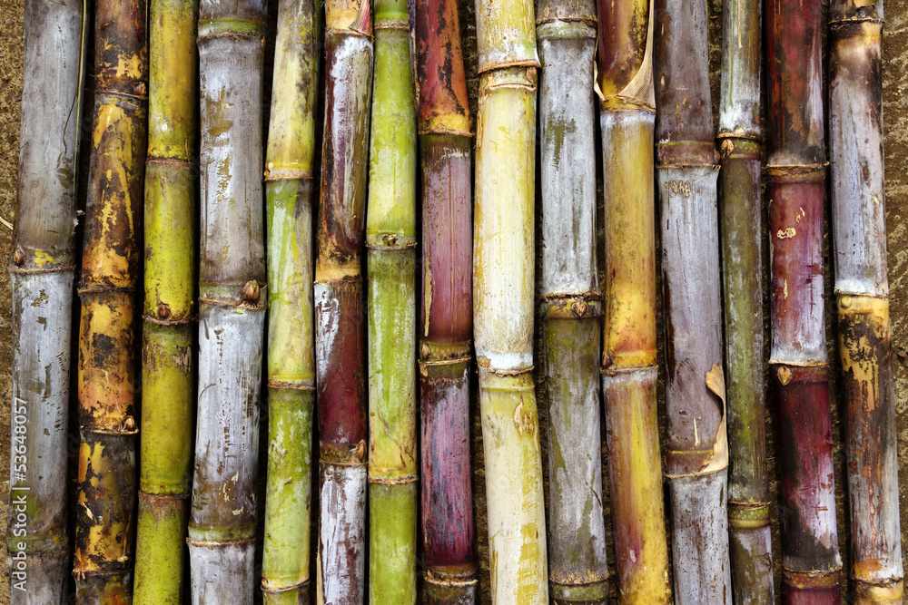 Visacane® : variétés et quarantaine de canne à sucre