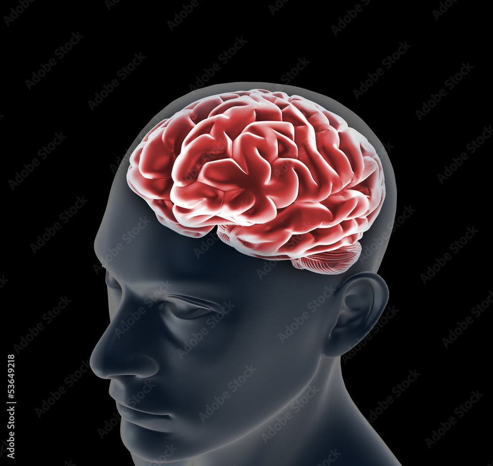 Obraz premium Male anatomy of human brain