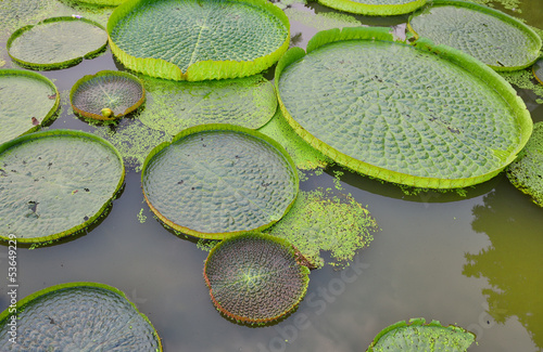 Fototapeta Naklejka Na Ścianę i Meble -  Huge floating lotus,Giant Amazon water lily,Victoria amazonia