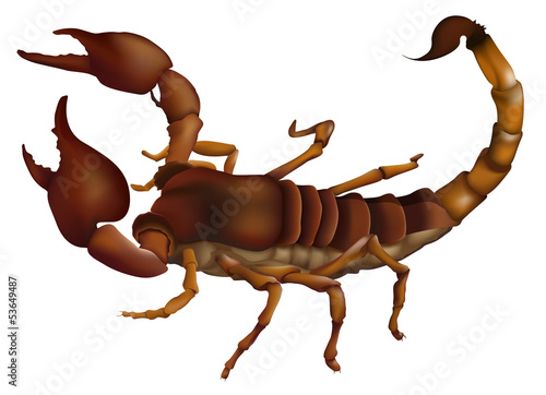 A scorpion photo