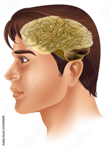 Human Brain