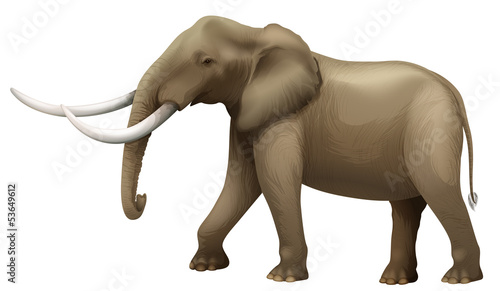 The Elephant