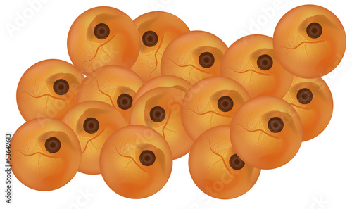 Salmon eggs