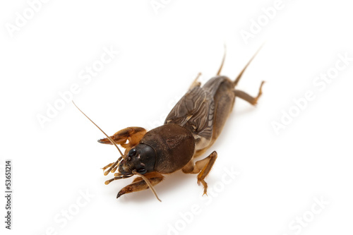 Mole cricket isolated on white background (Gryllotalpidae) photo