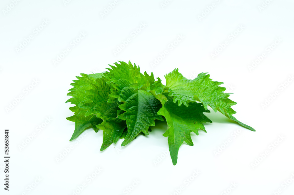 大葉 大葉